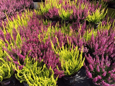 The Tallness and Shape of Heather Sea