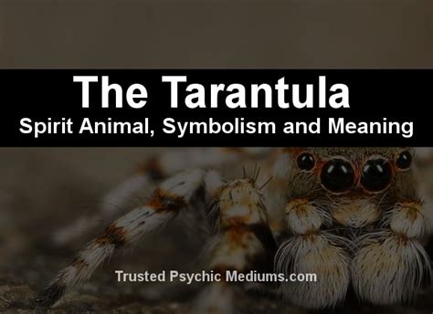 The Tarantula as a Spiritual Guide