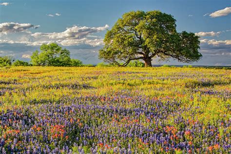 The Temptation of Unlimited Space: Longing for an Expansive Meadow