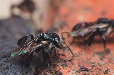 The Terror and Trepidation Surrounding Bees in Nightmares