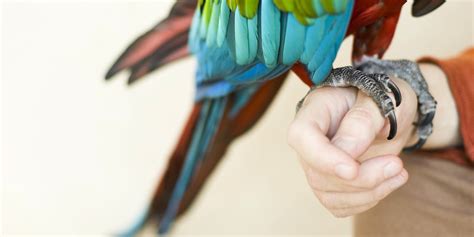 The Therapeutic Potential of Symbolic Blue Parrots: Promoting Equilibrium and Serenity