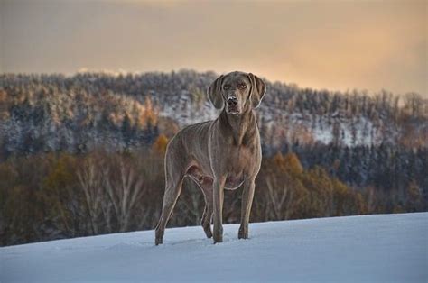 The Therapeutic Power of Canine Reveries