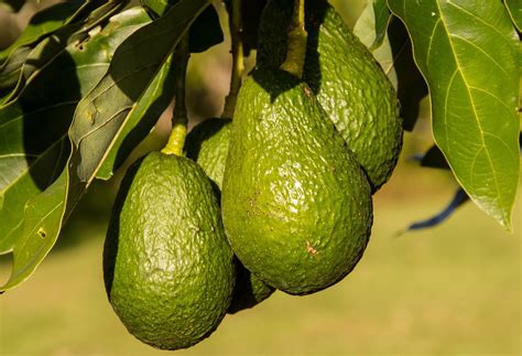 The Thrill of Cultivating Your Personal Avocado Sapling