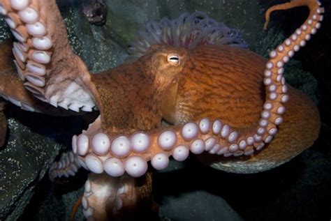 The Thrill of Reeling in an Octopus: A Wrestling Match with Nature