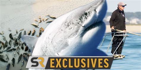 The Thrilling Encounter: Examining the Legendary Confrontations Between Sharks and Their Prey