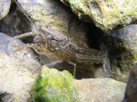 The Thrilling Hunt for Prey: Juvenile Salamanders as Predators