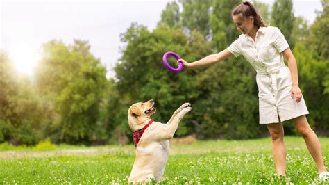 The Thrills of Playtime: Strengthening the Bond with Your Furry Friend through Interactive Entertainment