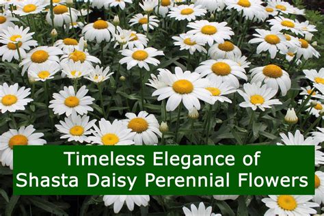 The Timeless Elegance of Daisy Tanks