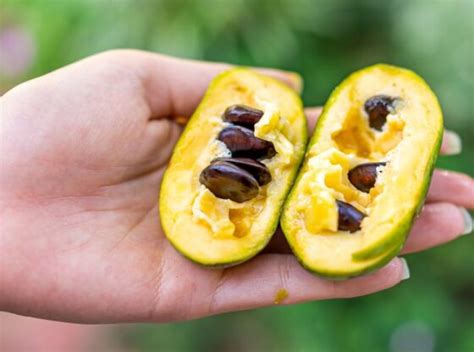 The Timeless Legacy of Pawpaw: Unveiling the Richness of a Fruit Native to America