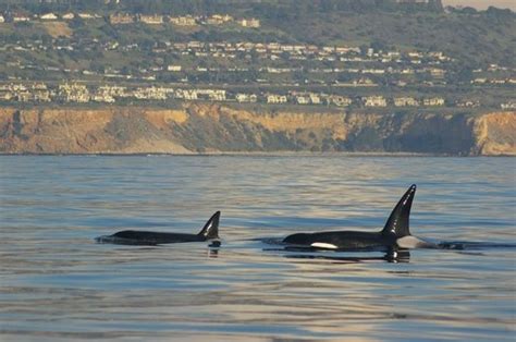 The Top Destinations for an Unforgettable Encounter with Killer Whales