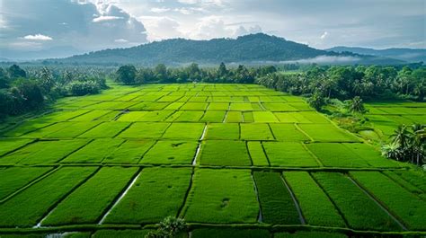 The Tranquil Fascination of Paddy Fields: A Captivating Delight for the Senses