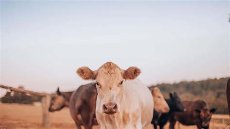 The Tranquility and Peacefulness of Resting Bovines