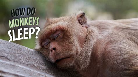 The Truth about Monkeys and Sleep: Exploring the Science behind Where They Rest