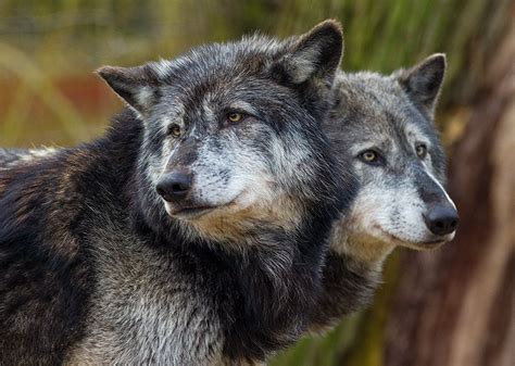 The Two-Headed Wolf: A Mysterious Dream Image