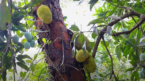 The Ultimate Tropical Sensation: A Fantastical Journey into Jackfruit Bliss