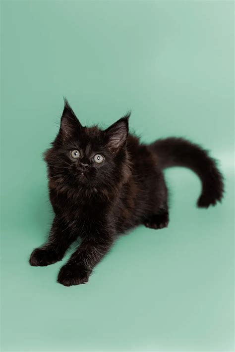 The Uncommon Link between Ebony Felines and Fortunate Charms