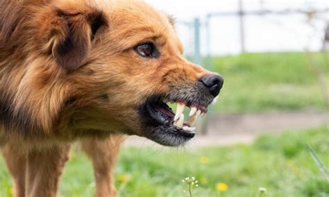 The Unconscious Messages Behind an Ivory Canine's Hostility