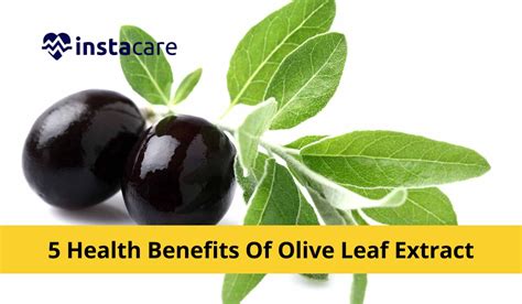 The Unexpected Advantages of Consuming Olive Extract