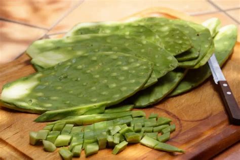 The Unexpected Applications of Cacti in Medicine and Cuisine