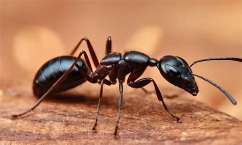 The Unexpected Cultural and Historical Significance Surrounding Ants in Dreams