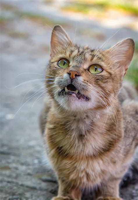 The Unexpected Lifespan of Feral Felines