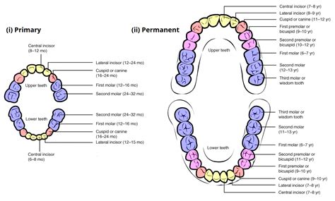 The Unexpected Origins Behind Losing Your Upper Dental Arch: Surprising Factors