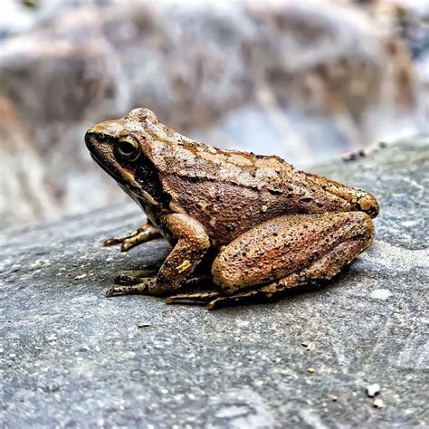 The Unexpected Presence of Toads in Dreams