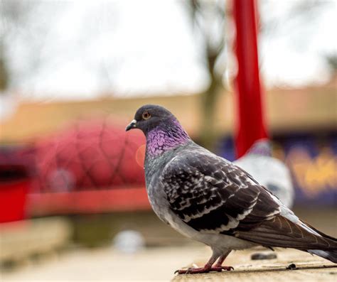 The Unexpected Symbolic Significance of Pigeons in Dreams