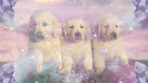 The Unexpected Symbolism of Puppies in Dreams