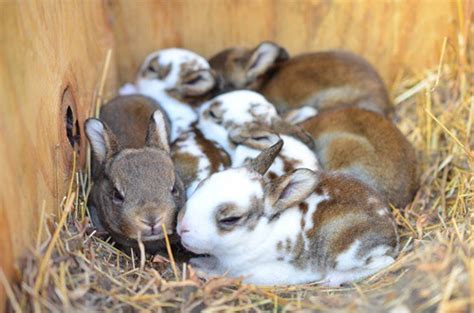 The Unexpectedly Large Number of Offspring in Rabbit Litters