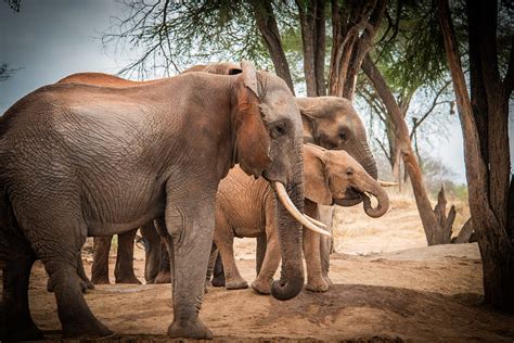 The Unforgettable Bond between a Mother Elephant and Her Calf