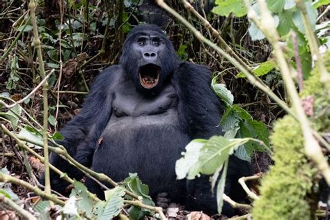 The Unforgettable Experience of Gorilla Tracking