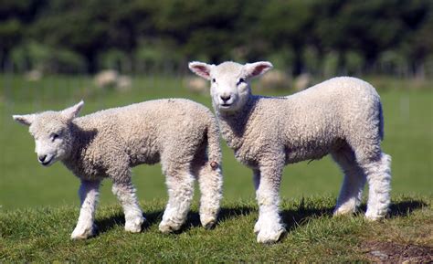 The Unforgettable Experience of Meeting a Darling Young Sheep