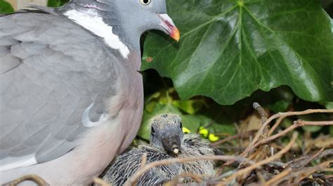 The Unique Behaviors of City Pigeons: Exploring Nesting Patterns and Communal Assemblies