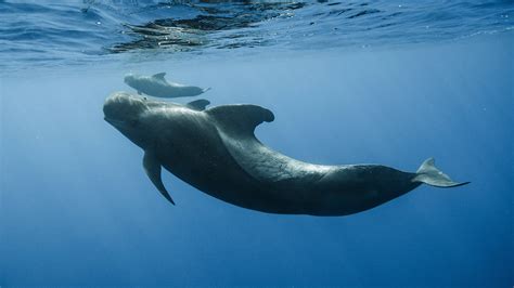 The Unique Characteristics of Pilot Whales: What Sets Them Apart