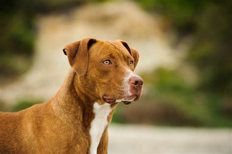 The Unique Characteristics of Young Pitbulls