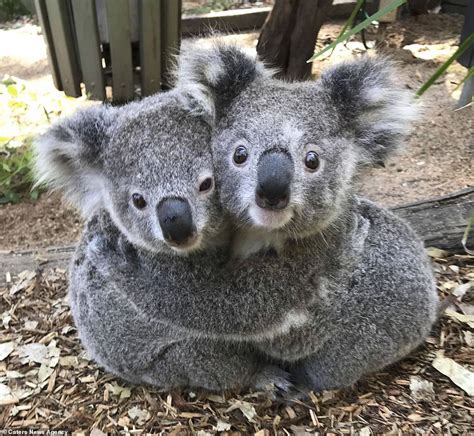 The Unique Charm: Understanding What Makes Koalas Irresistibly Cute