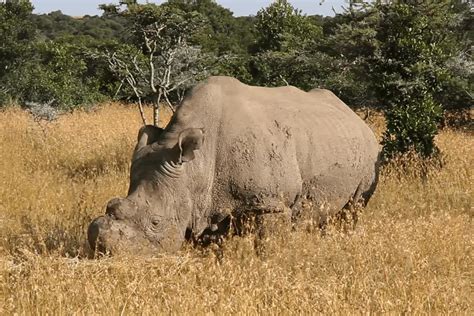 The Unique Eating Habits and Adaptations of Rhinos