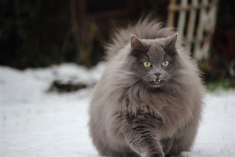 The Unique Personality Traits of Gray Cats: What Sets Them Apart?