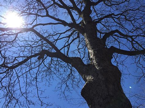 The Unique Perspective of Trees: What Can We Learn from Their Quiet Existence