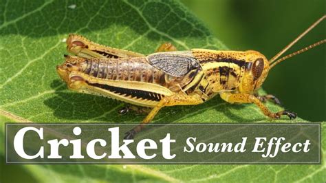 The Unique Sounds of Cricket Pets: Decoding Their Language