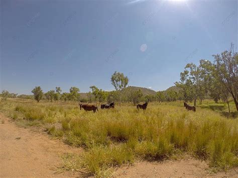 The Untamed Spirit: Exploring the Distinctive Behaviors of Free-Roaming Equines