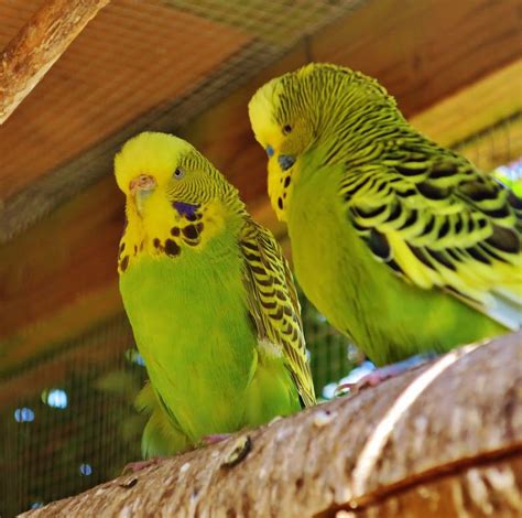 The Untapped Abilities of Golden Feathered Budgerigars: Revealing Their Enigmatic Talents