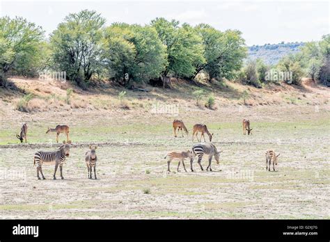 The Unusual Behavior of Juvenile Zebras in the Wild