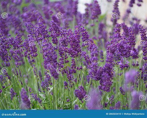 The Unveiling of Nature's Enigma: Exploring the Allure of Lavender Petal Blooms