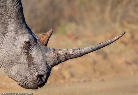 The Value and Illusion of Rhino Horn