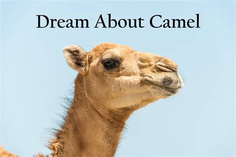 The Varied Interpretations of Camels in Dreams