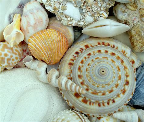 The Variety and Magnificence of Seashells