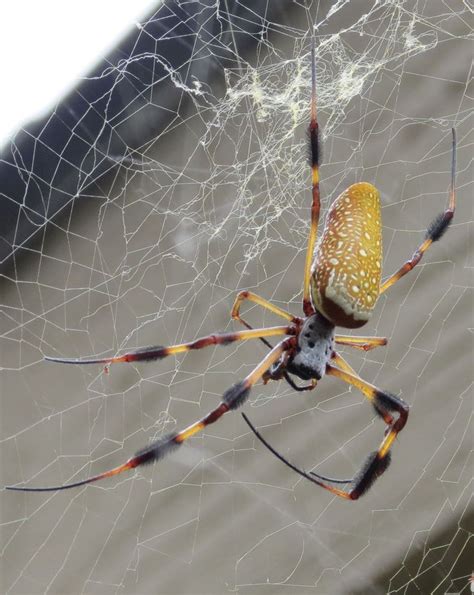 The Variety of Arachnids: Exploring Beyond the Spider's Web