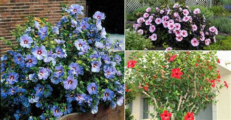 The Variety of Ivory Hibiscus Species